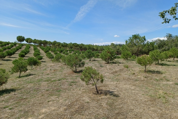 SANJOSE effectuera la conservation des espaces verts municipaux dans les quartiers madrilènes de Ciudad Lineal, Hortaleza, San Blas - Canillejas et Barajas (Lot 4)