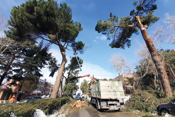 SANJOSE realizar el Servicio de evaluacin y revisin verde en materia de arbolado de Madrid (SERVER)