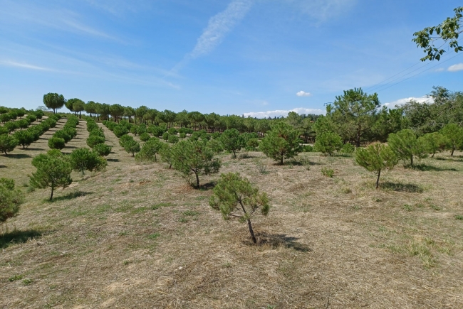 CONSERVATION OF MUNICIPAL GREEN AREAS IN THE MADRID DISTRICTS OF CIUDAD LINEAL, HOTALEZA, SAN BLAS - CANILLEJAS Y BARAJAS (LOT 4)
